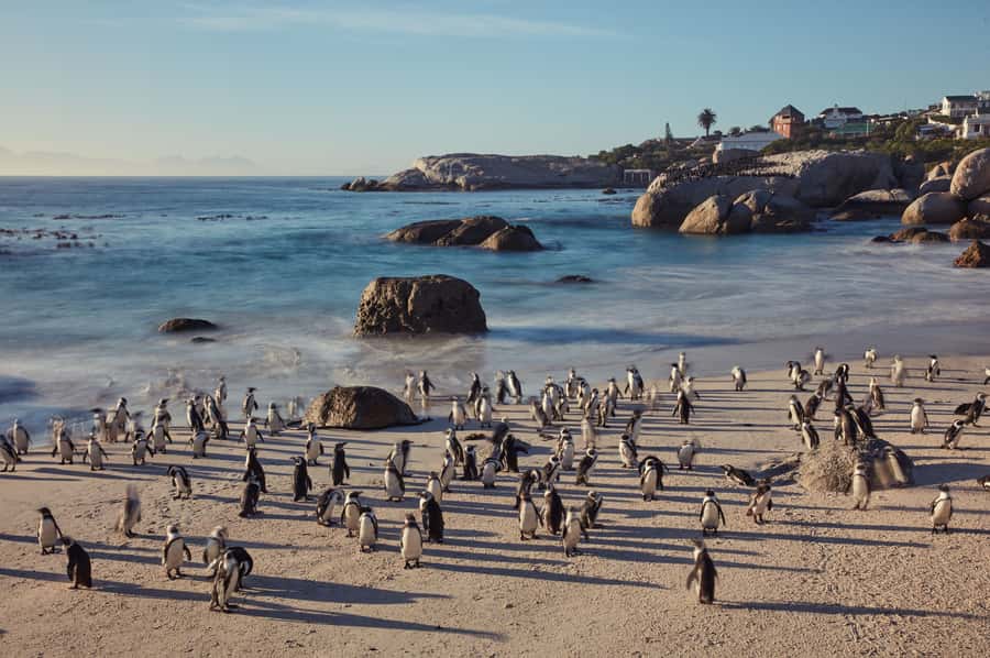 From Cape Town: Cape Point and Boulders Beach Full-Day Tour - Who should book this tour?