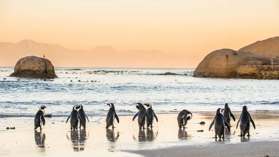 From Cape Town: Cape Point and Boulders Beach Half-Day Tour - Cape of Good Hope offers wildlife and open coastal views