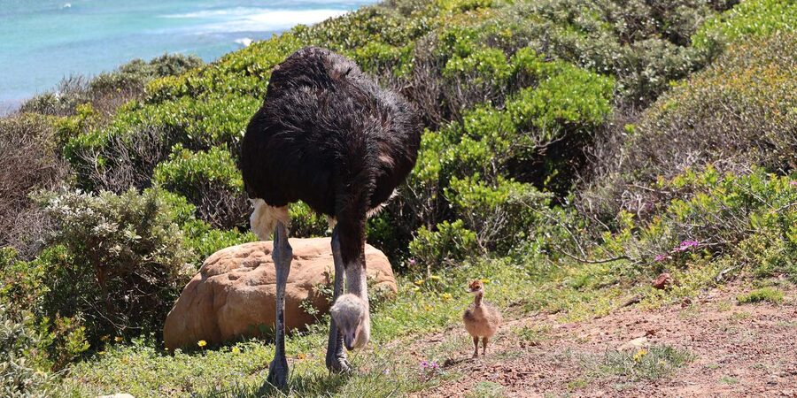 From Cape Town: Cape Point and Boulders Beach Half-Day Tour - Muizenberg completes the return journey