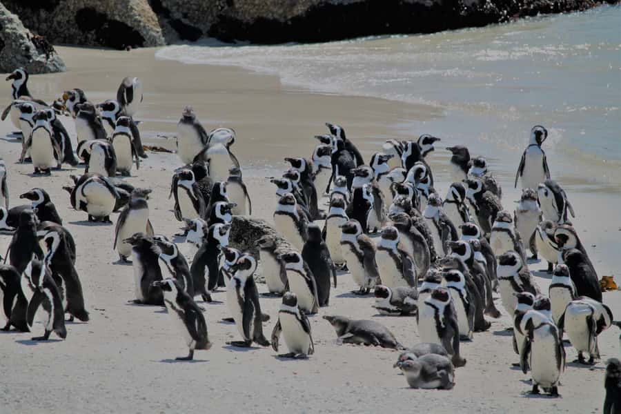 From Cape Town: Cape Point and Boulders Beach Half-Day Tour - Maiden’s Cove gives you the first classic Cape Town view