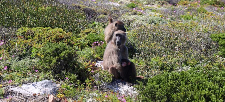 From Cape Town: Cape Point & Boulders Beach Full-Day Tour - Key points to know before you book