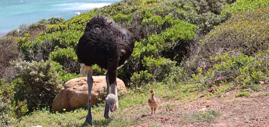 From Cape Town: Cape Point & Boulders Beach Full-Day Tour - Why this Cape Peninsula day tour works