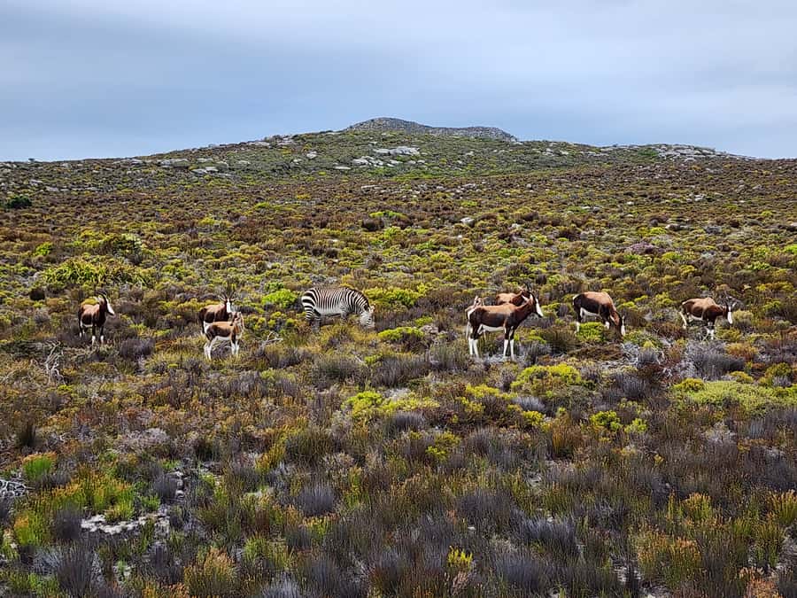 From Cape Town: Cape Point & Boulders Beach Full-Day Tour - Boulders Beach is the highlight for many people