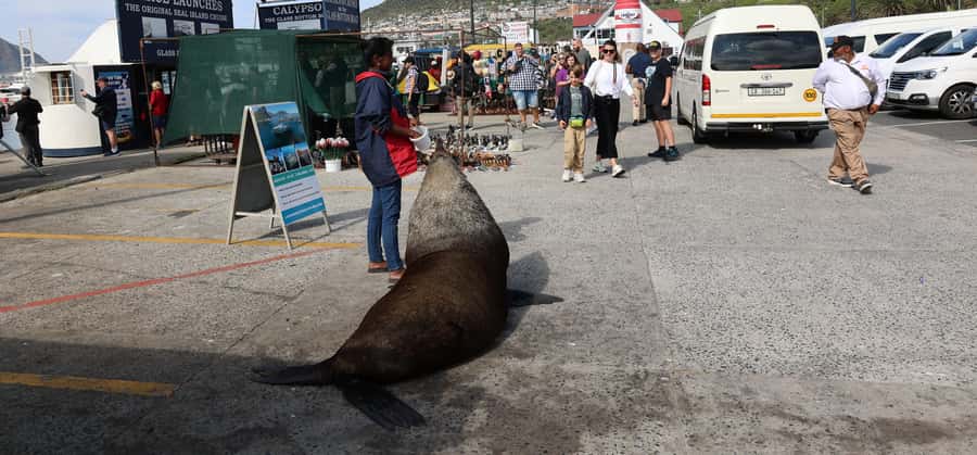 From Cape Town: Cape Point & Boulders Beach Full-Day Tour - Muizenberg closes the loop