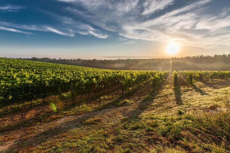 From Cape Town: Cape Winelands Full-Day Private Tour - Franschhoek, the Huguenot monument and MCC