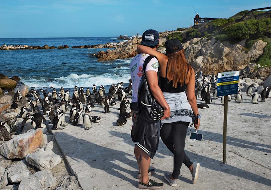 From Cape Town: Full-Day Cape Agulhas Private Tour - Five things to know before you go