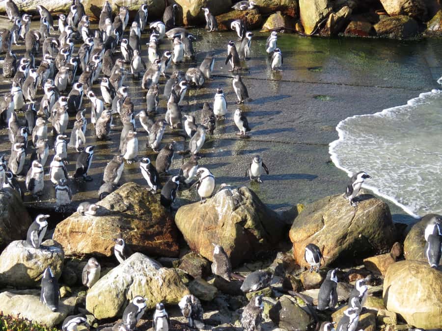 From Cape Town: Full-Day Cape Agulhas Private Tour - Cape Agulhas and the two-ocean marker