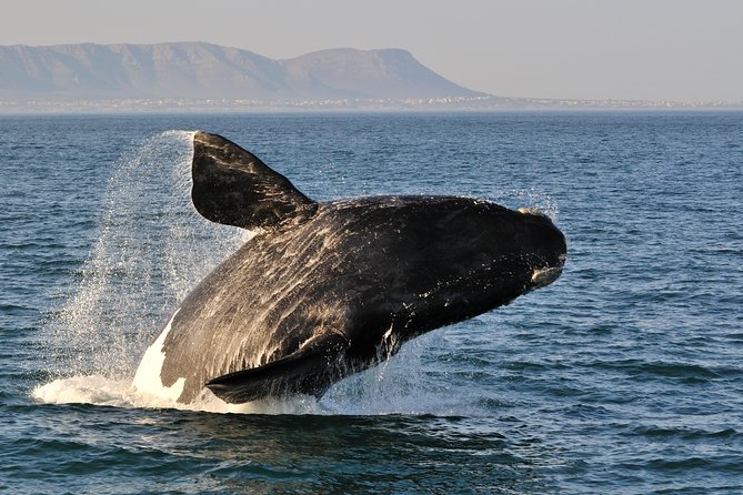 From Cape Town: Full Day Guided Hermanus and Whale Tour - Key Points Before You Book
