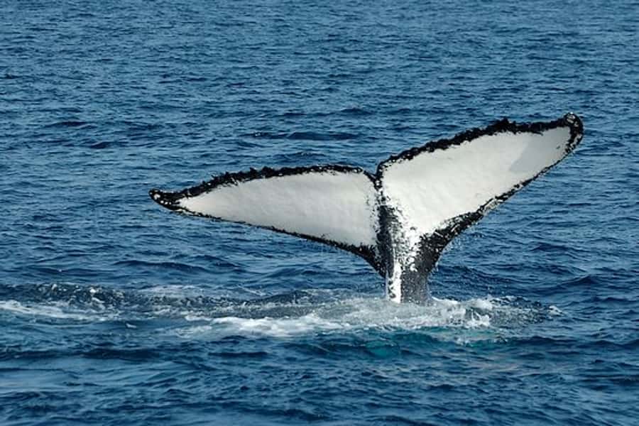 From Cape Town: Full-Day Hermanus Whale Watching Tour - Why Hermanus is the main event