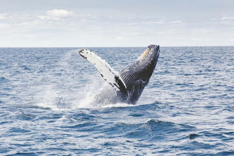 From Cape Town: Full-Day Hermanus Whale Watching Tour - Harold Porter Botanical Gardens for a slower first stop