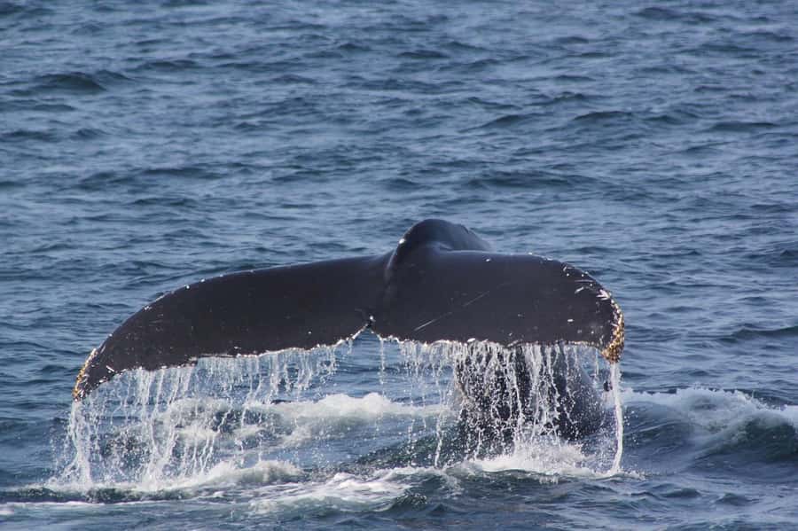 From Cape Town: Full-Day Hermanus Whale Watching Tour - Two hours in Hermanus, with or without a boat