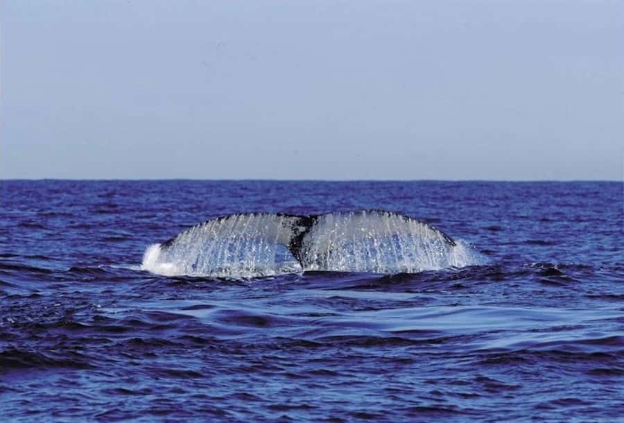 From Cape Town: Full-Day Hermanus Whale Watching Tour - The guides and the small-group setup