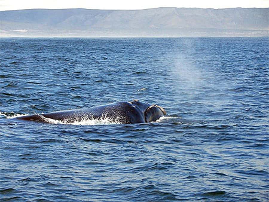 From Cape Town: Full Day Hermanus Whale Watching Tour - The morning drive through mountain and coast