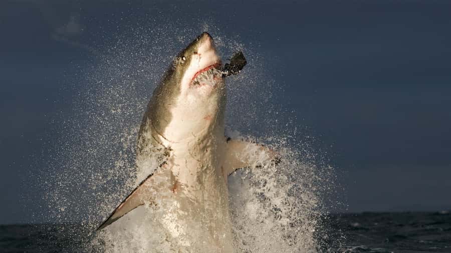From Cape Town: Gans Bay Shark Cage Diving - A 15 to 20 minute boat ride along the coast