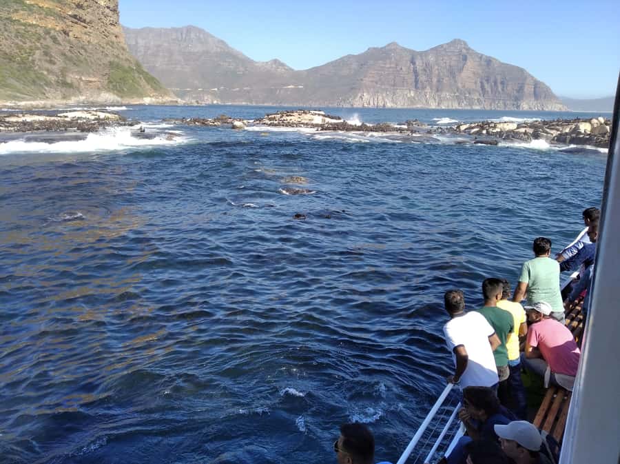 From Cape Town: Glass-Bottom Boat Seal Watching Tour - The return journey and possible wildlife