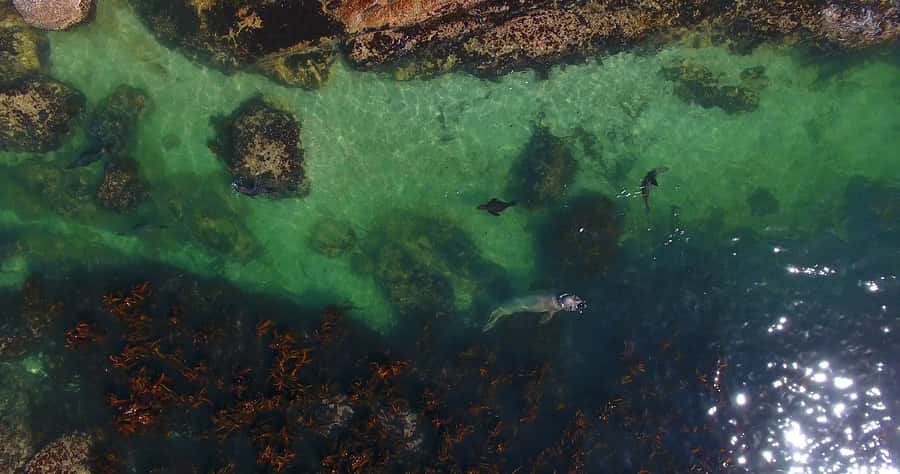 From Cape Town: Glass-Bottom Boat Seal Watching Tour - Is $8 a good price?