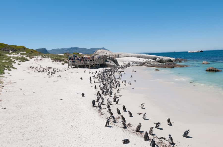 From Cape Town: Half Day Cape Point & Penguins Tour - What $102 buys you
