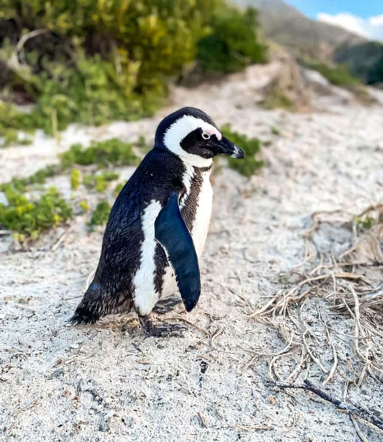 From Cape Town: Half Day Cape Point & Penguins Tour - Who should book this half-day tour?