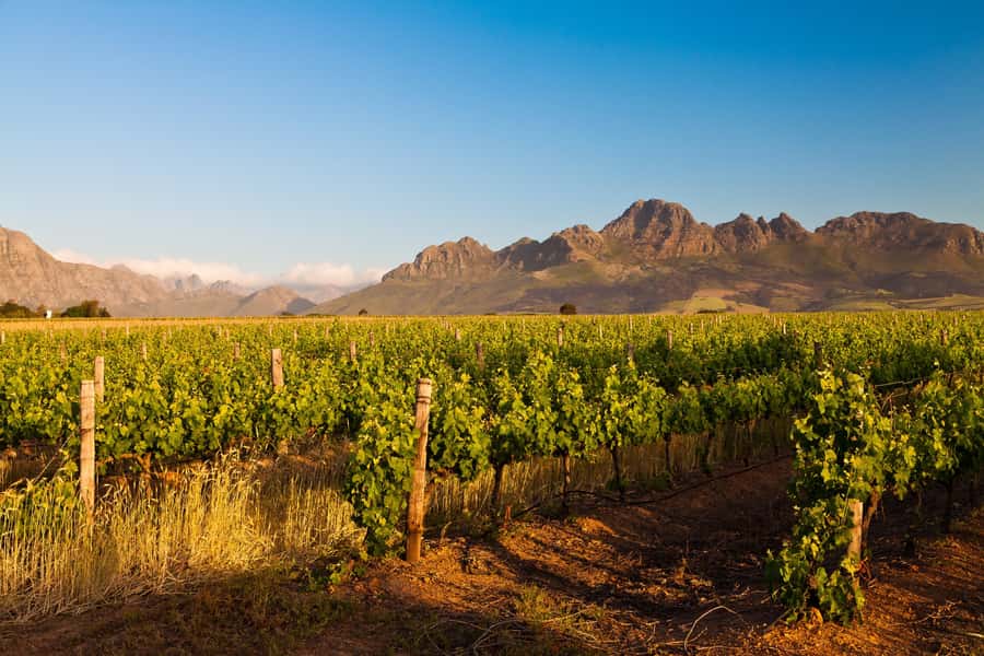 From Cape Town: Half Day Winelands Tour with winetasting - Five useful things to know before booking