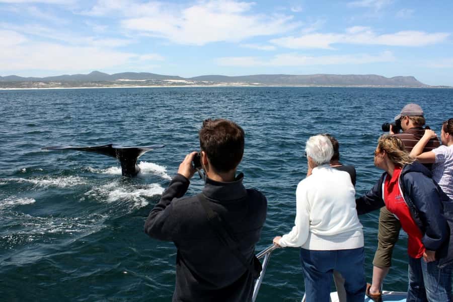 From Cape Town: Hermanus Whale Watching Boat Trip - Five Details That Shape the Experience