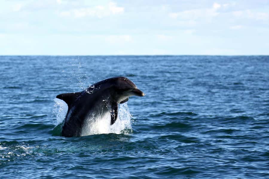 From Cape Town: Hermanus Whale Watching Boat Trip - Safety, Accessibility, and Weather Planning