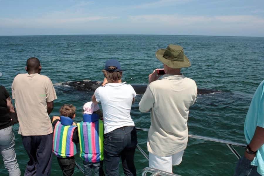 From Cape Town: Hermanus Whale Watching Boat Trip - The Early Pickup From Cape Town