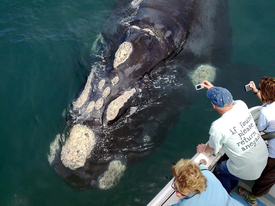 From Cape Town: Hermanus Whale Watching Boat Trip - Boarding the Speedboat in the Fishing Harbor