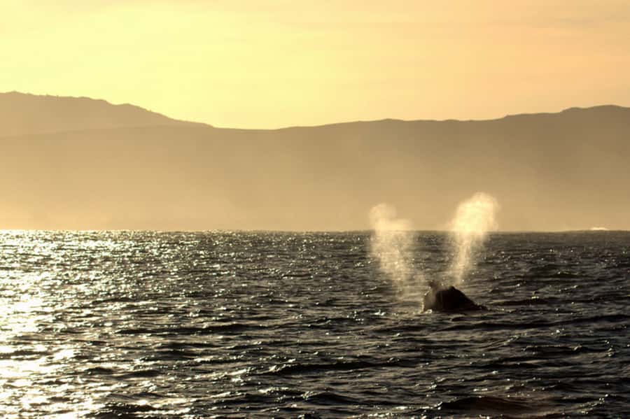 From Cape Town: Hermanus Whale Watching Boat Trip - Watching Southern Right Whales Along De Kelders