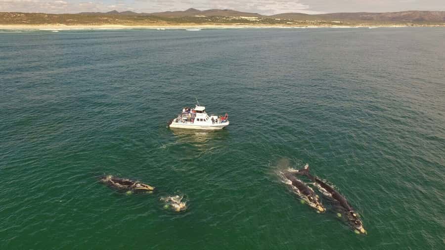 From Cape Town: Hermanus Whale Watching Boat Trip - The Guides and the Quality of the Commentary