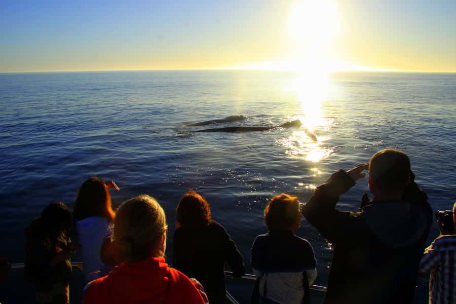 From Cape Town: Hermanus Whale Watching Boat Trip - Food, Drinks, and the Missing Snack Problem