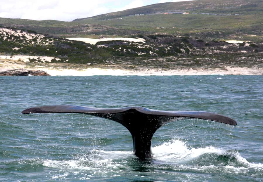 From Cape Town: Hermanus Whale Watching Boat Trip - Is $221 a Fair Price?