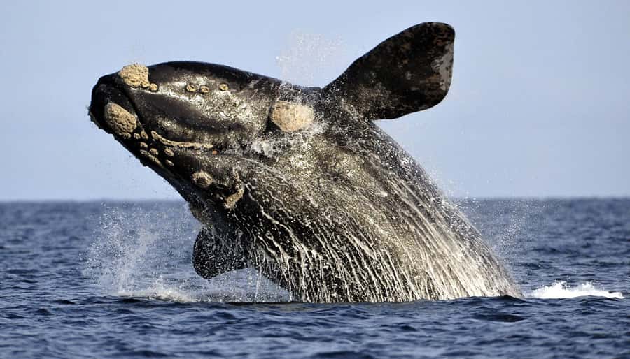 From Cape Town: Hermanus Whale Watching Boat Trip - Why Gansbaai Matters More Than the Tour Name Suggests