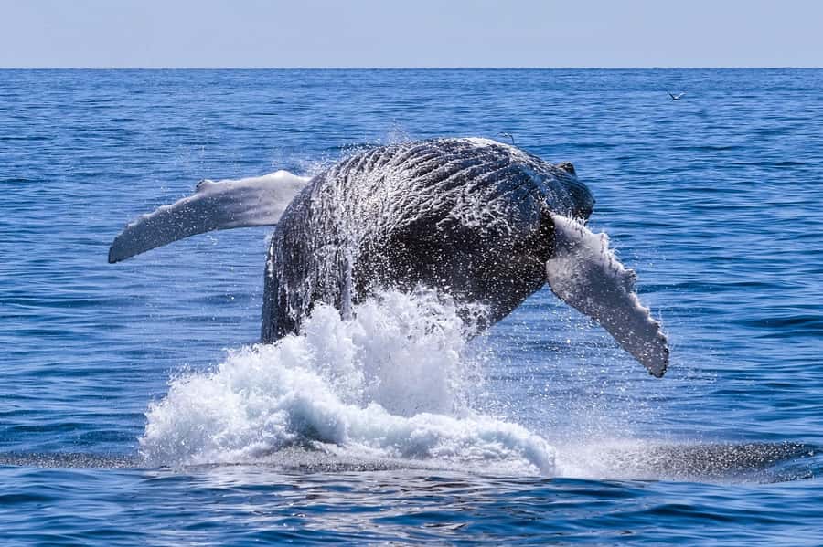 From Cape Town: Hermanus Whale Watching Full Day Tour - Key points to know before booking