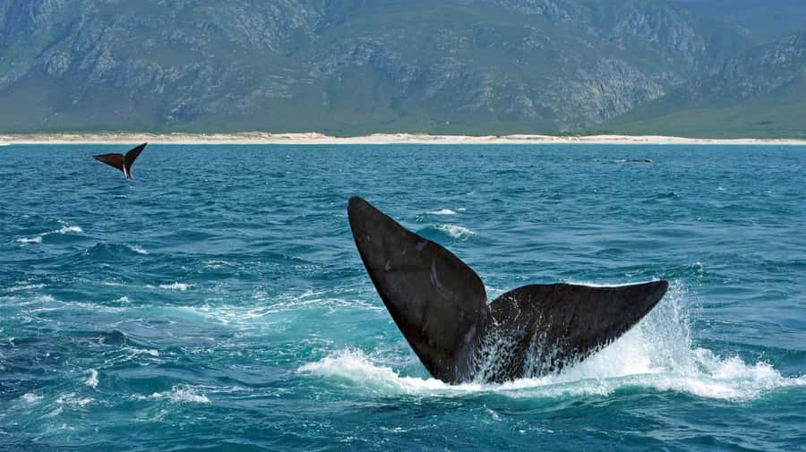 From Cape Town: Hermanus Whale Watching Full Day Tour - The urban wine tasting from Hemel-en-Aarde