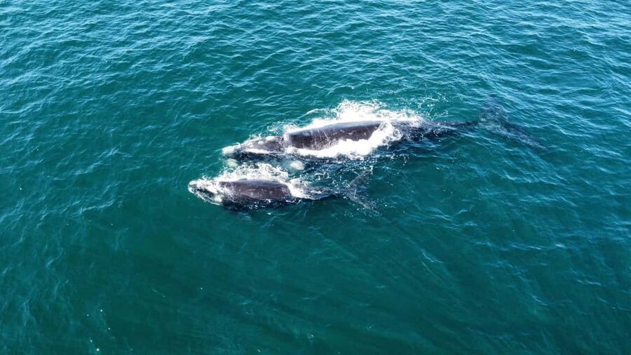 From Cape Town: Hermanus Whale Watching Tour with Boat Trip - Key points before you book