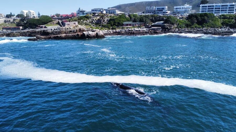 From Cape Town: Hermanus Whale Watching Tour with Boat Trip - Getting your bearings in Hermanus town center