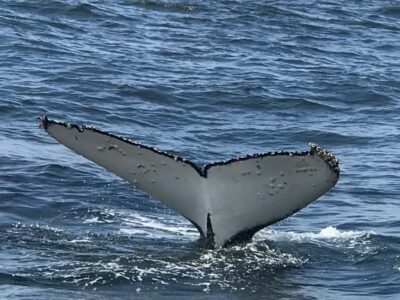 Hermanus Whale Watching Tour with Boat Trip