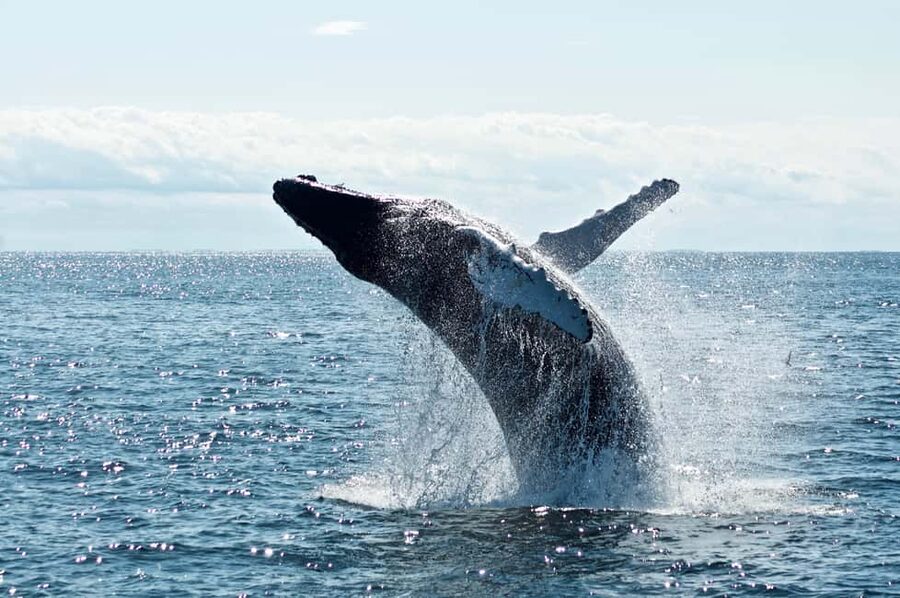 From Cape Town: Hermanus Whale Watching Tour with Boat Trip - The 2 to 3-hour boat trip