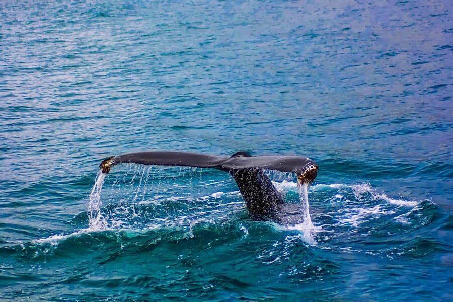 From Cape Town: Hermanus Whale Watching Tour with Boat Trip - Optional stops and activities