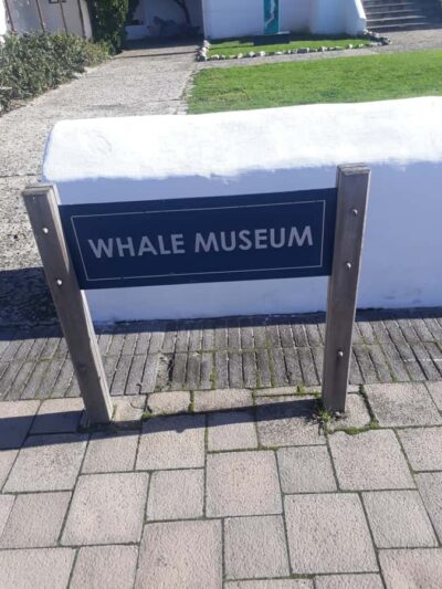 Hermanus Whale Watching Tour with Transfer