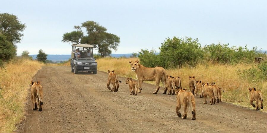 From Cape Town: Kruger National Park 2-Day Safari Trip - Five things to know before you book
