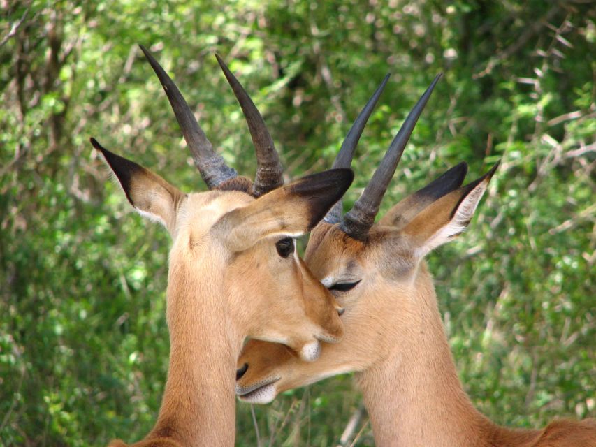 From Cape Town: Kruger National Park 2-Day Safari Trip - Why this short Kruger trip works