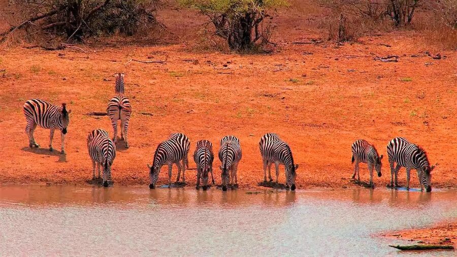 From Cape Town: Kruger National Park 2-Day Safari Trip - The afternoon safari near Kruger