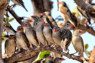 Kruger National Park 2-Day Safari Trip
