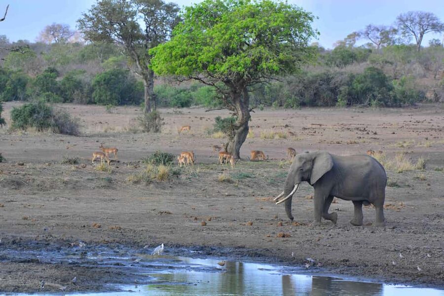 From Cape Town: Kruger National Park 2-Day Safari Trip - Sleeping in Hazyview before dawn