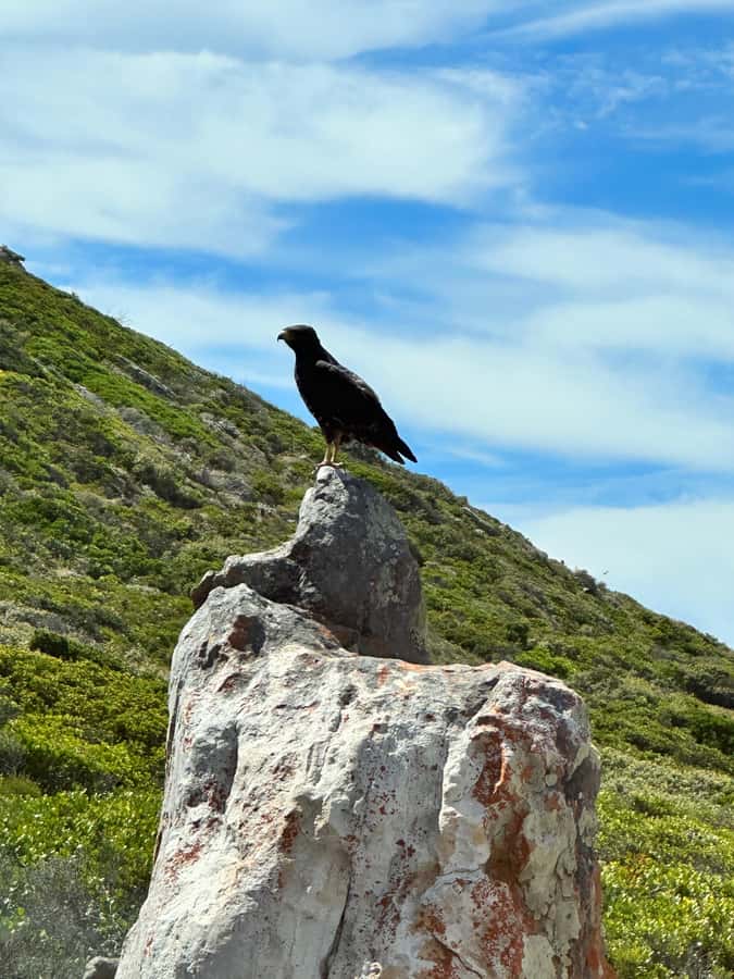 From Cape Town:Private Tour to Boulders Beach and Cape Point - Cape of Good Hope: the day’s big natural setting