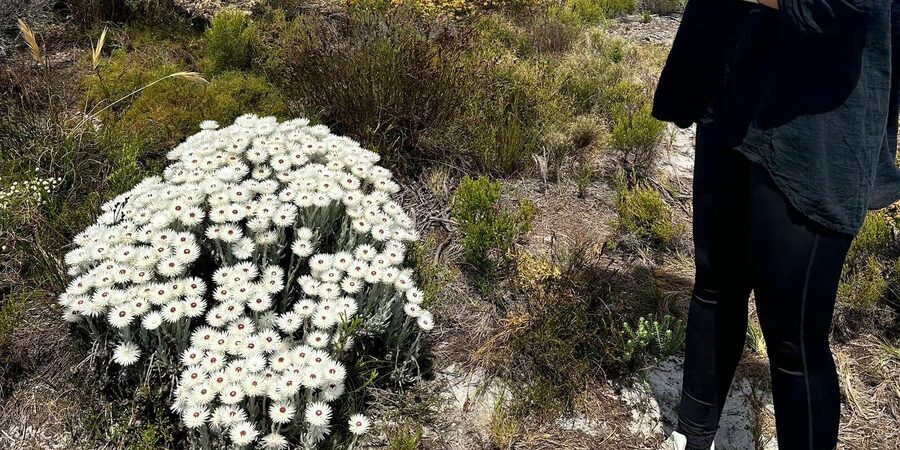 From Cape Town:Private Tour to Boulders Beach and Cape Point - Simon’s Town, Kalk Bay, and Muizenberg on the way home