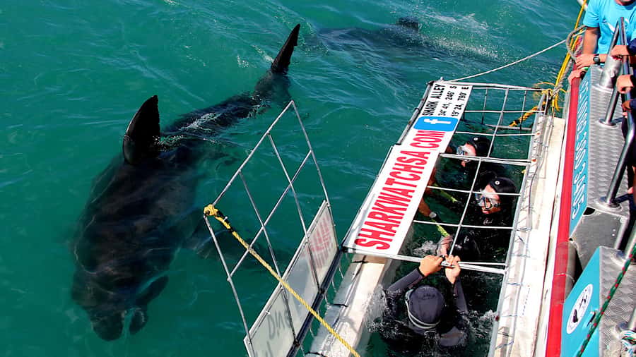 From Cape Town: Shark Cage Diving and Penguin Tour - Key points to know before booking