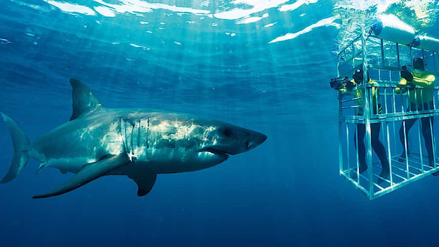 From Cape Town: Shark Cage Diving and Penguin Tour - An early Cape Town pickup and a long road to Gansbaai