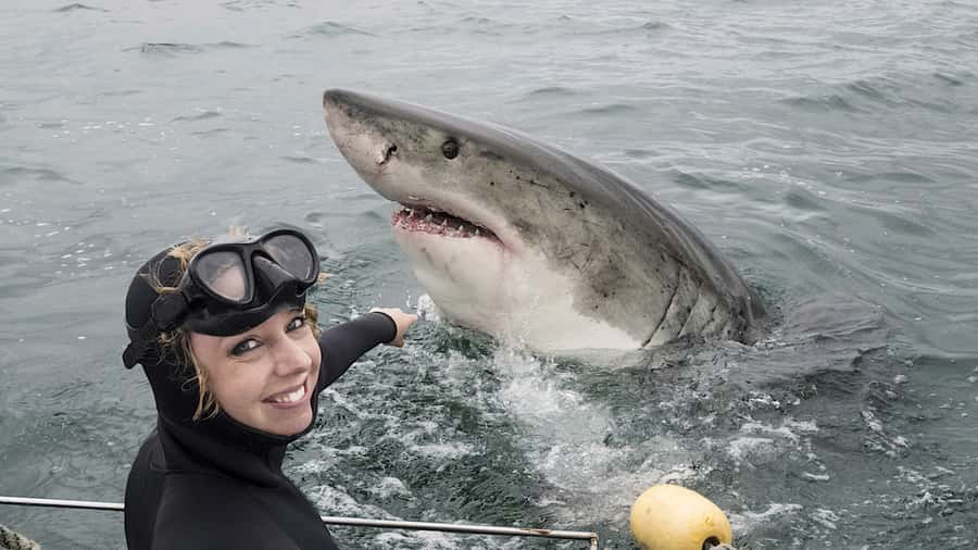 From Cape Town: Shark Cage Diving and Penguin Tour - What the shark cage encounter is really like